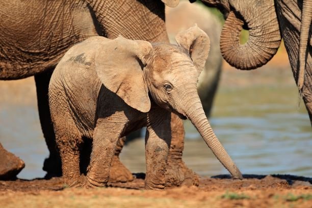 Full Day Addo Elephant National Park Tour from Port Elizabeth 