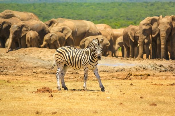 Full Day Addo Elephant National Park Tour from Port Elizabeth -3