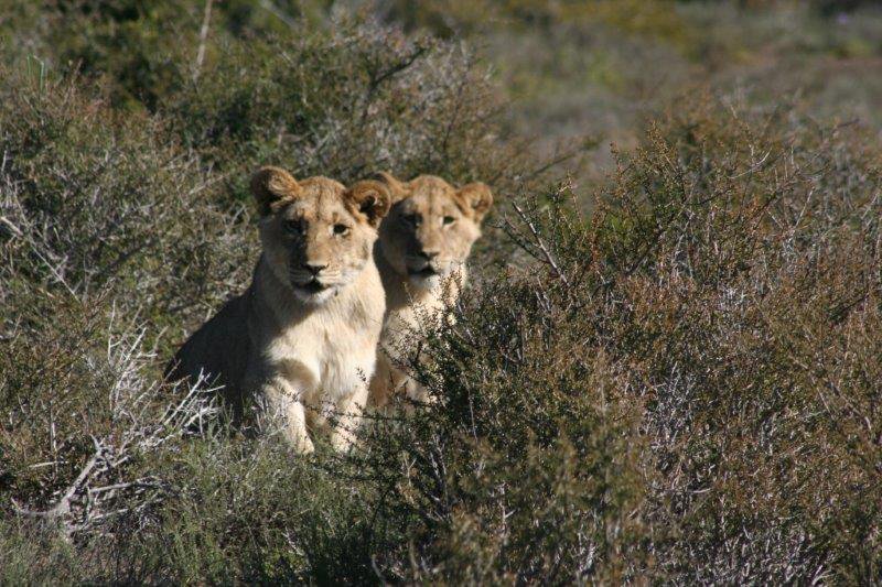 GINA'S CUBS THRIVING AT KUZUKO