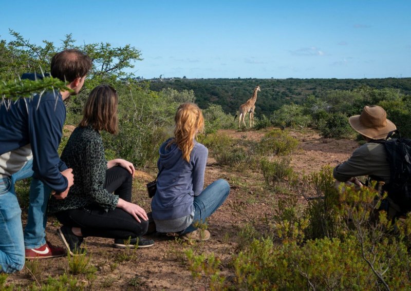 Giraffe Walking Safaris 