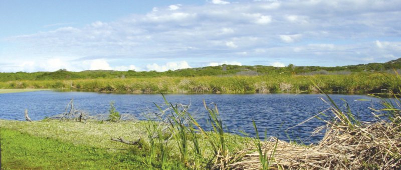 Guided Walk of the Roseate Tern trail