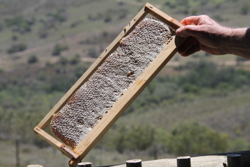 HONEY HONEY HONEY - Pabala Honey Tasting Experience