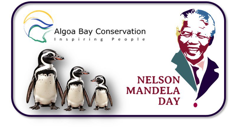 JOIN US IN REBUILDING THE FUTURE FOR AFRICAN PENGUINS ON MANDELA DAY 18 JULY 2025