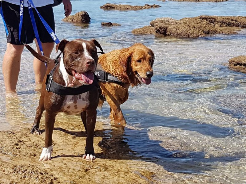 K9 Beach Walk & Run "Take 2"