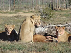 LION RELEASED IN MOUNTAIN ZEBRA NATIONAL PARK
