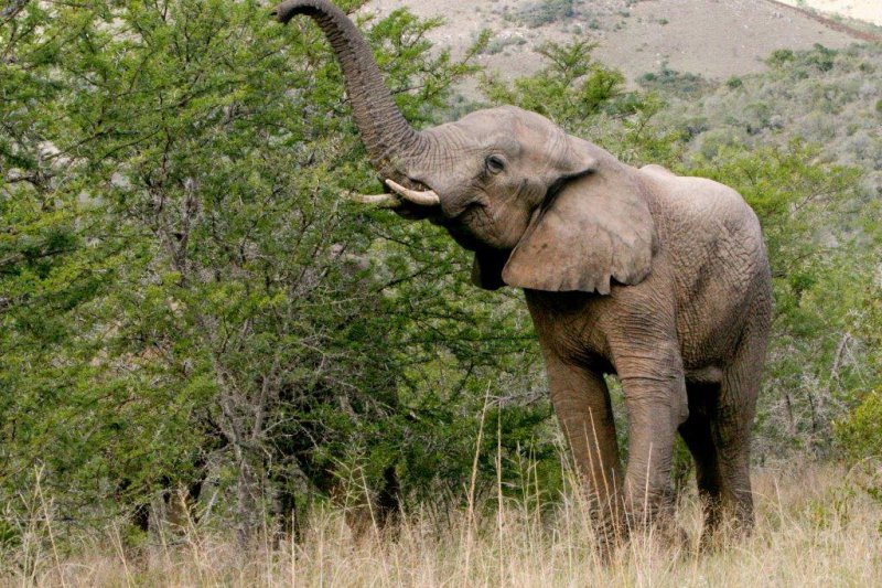 MOUNTAIN ZEBRA NATIONAL PARK REST CAMP EXPANDS