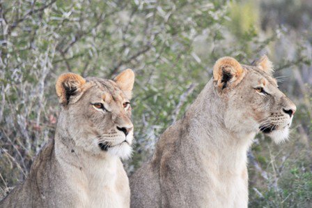 MOUNTAIN ZEBRA NATIONAL PARK TWO LIONESSES RICHER