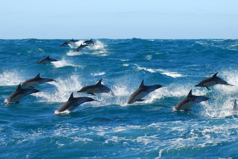 NMBT SHOWCASES AT INDABA 2016