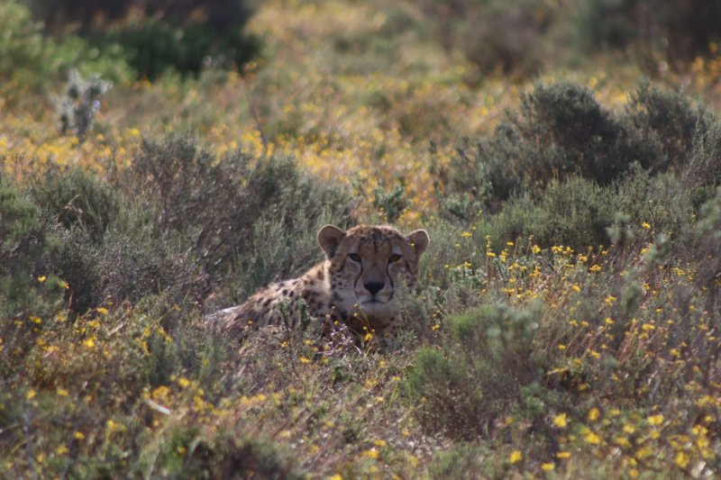 Nyosi Wildlife Reserve: Redefining Urban Conservation with Peri-Urban Innovation