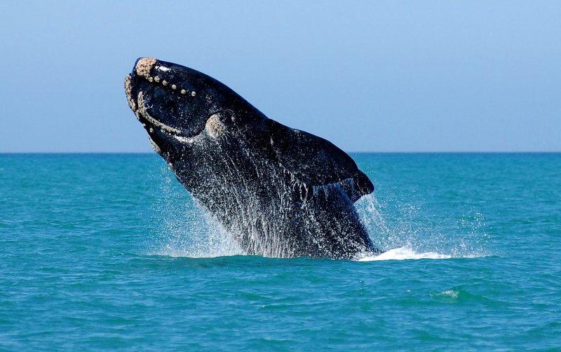Ocean Safaris unlock Nelson Mandela Bay Tourism coastal and marine tourism potential