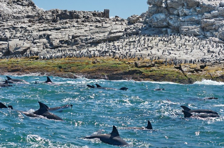Penguin Patrol in Port Elizabeth
