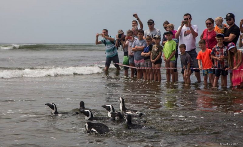 Penguin Release