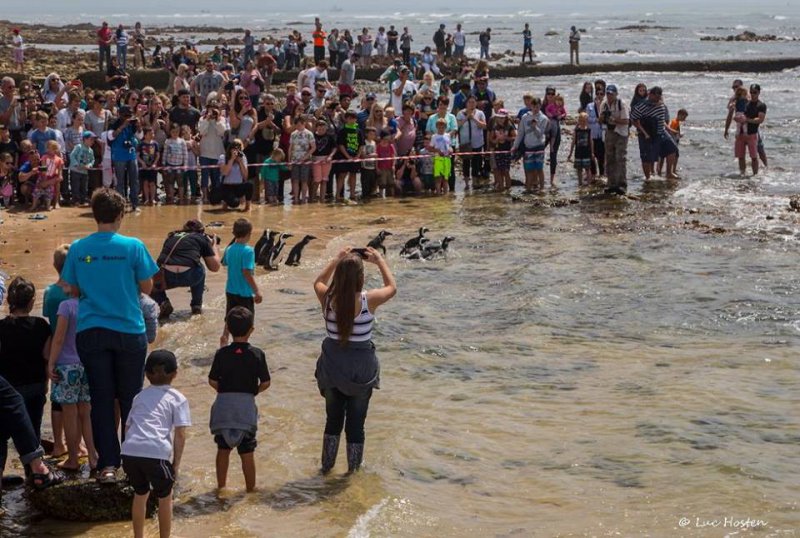 Penguin Release