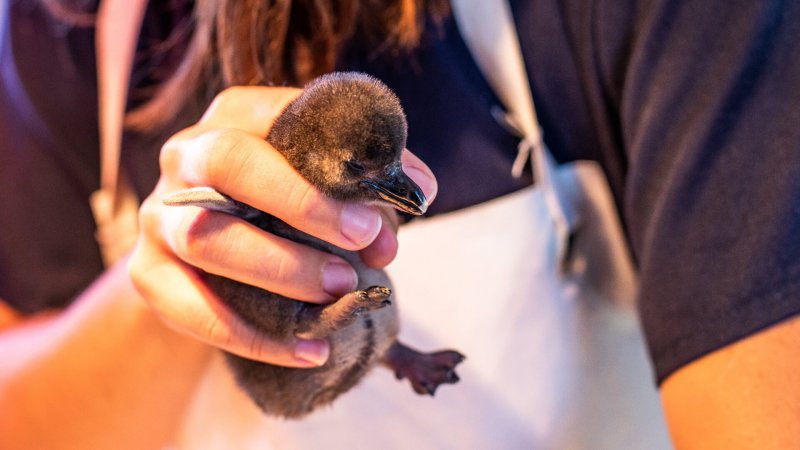 Proactive Care for Penguin Chicks