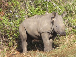 Rushmere Noach and patrons unite to join the fight to save Kariega’s Rhinos