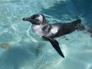 Samrec Penguin Plod