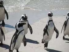 SAMREC Penguin Plod