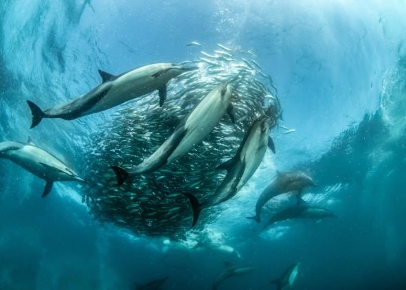 Sardine Run