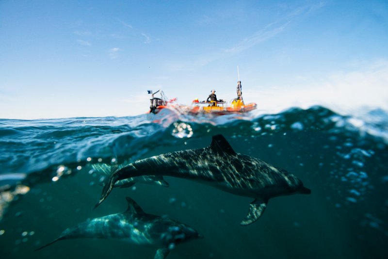 Sardine Run -2