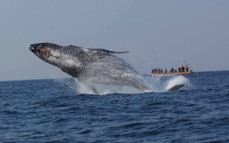 Sardine Run -3