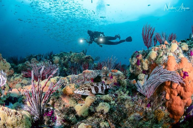 Scuba Diving Port Elizabeth