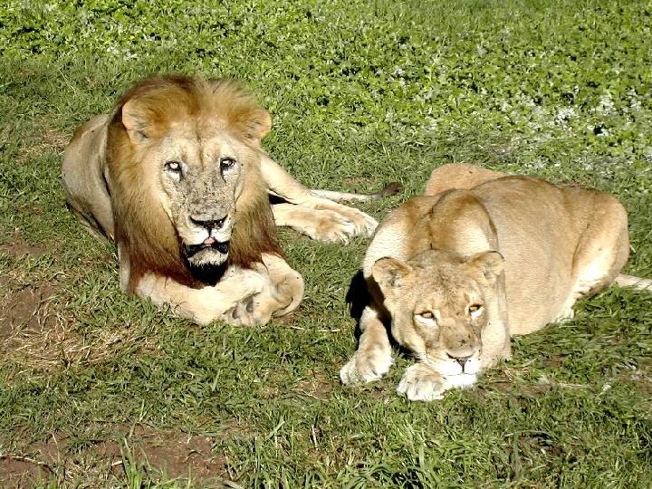 Seaview Predator Park