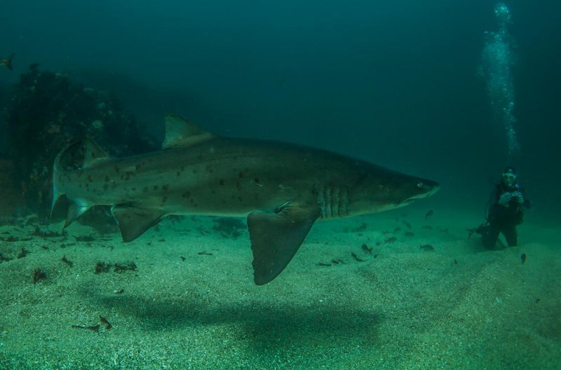 SHARK Bonanza - Port Elizabeth -
