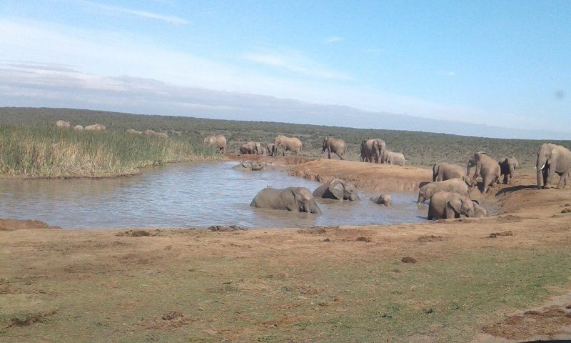 Shield Tours - 50% DISCOUNT ON ADDO DAY TRIP