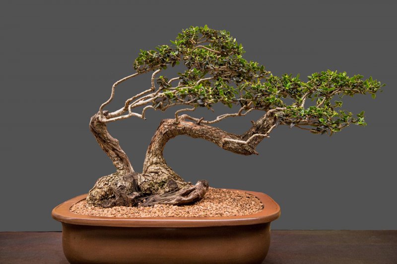 South African Bonsai Association Bonsai Convention