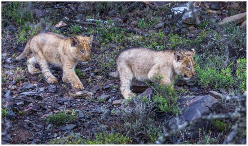 Sylvester the Lion – Now a proud father