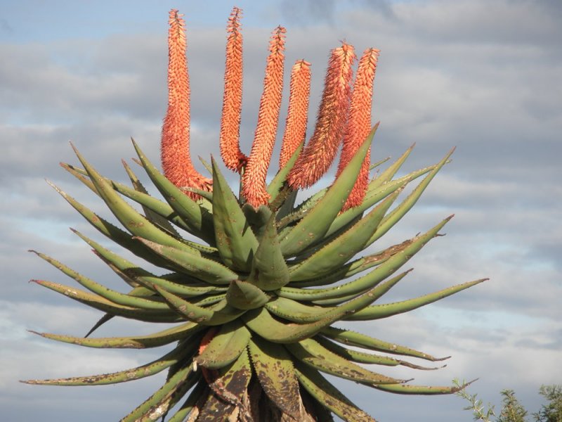 The Eastern Cape Wild Aloe Tour