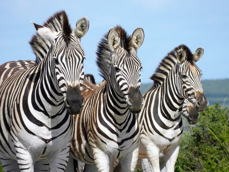 The Original Big 7 Safari-3