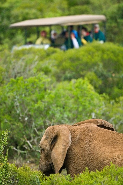 THINGS TO DO IN ADDO ELEPHANT NATIONAL PARK OVER THE HOLIDAYS
