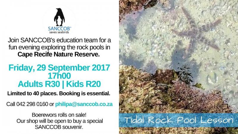 Tidal Rock Pool Lesson