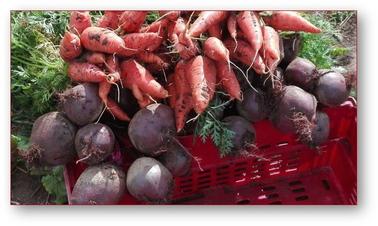 Vegetable Training at Grassroof