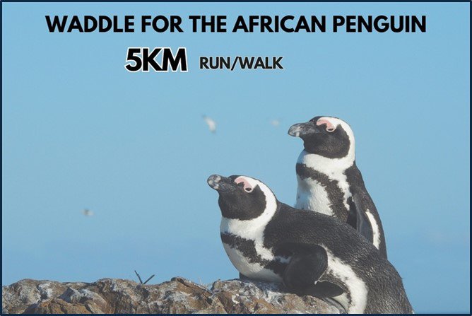 Waddle for the African Penguin