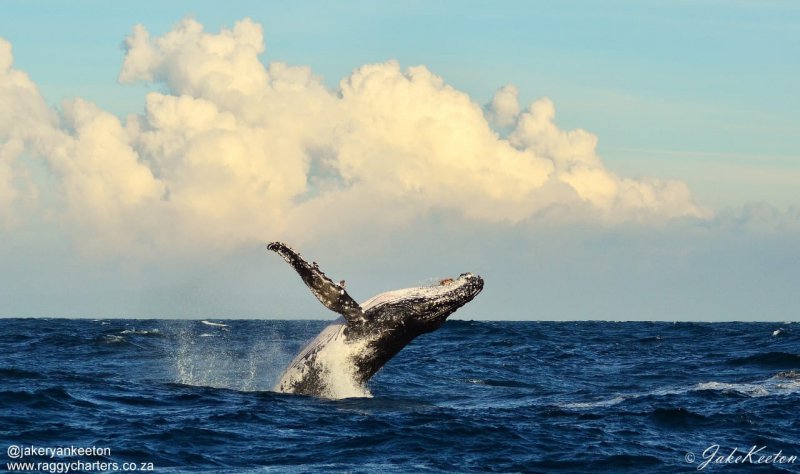 Welcoming of the Whale Festival to take place on the 4th of June 2023