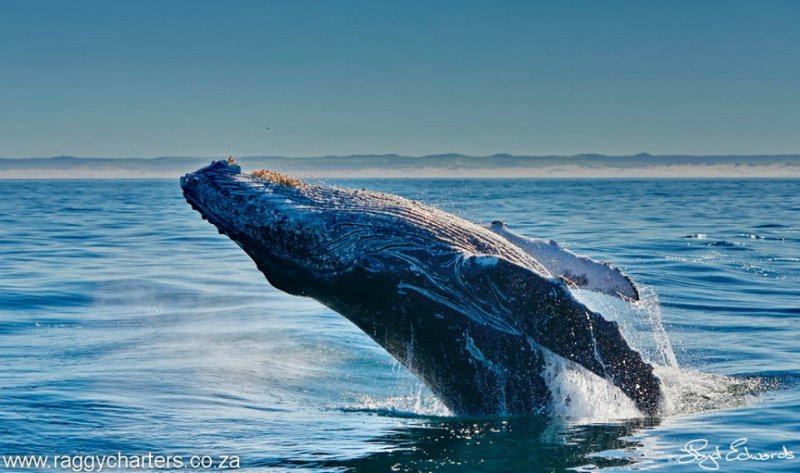 Whales Festival