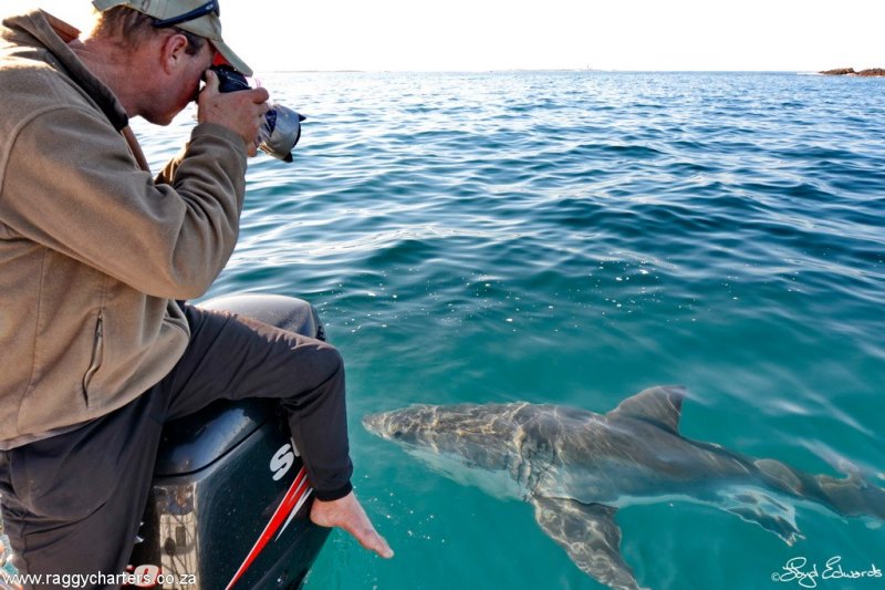 White Shark Cage DIving-2