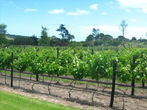 Wine Tasting