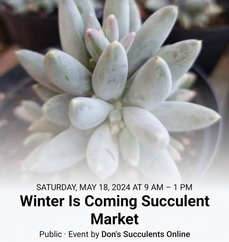 Winter Is Coming Succulent Market