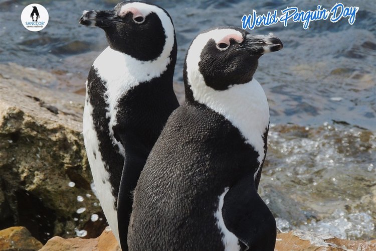 World Penguin Day - 5km walk